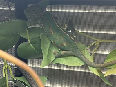 Female Veiled Chameleon