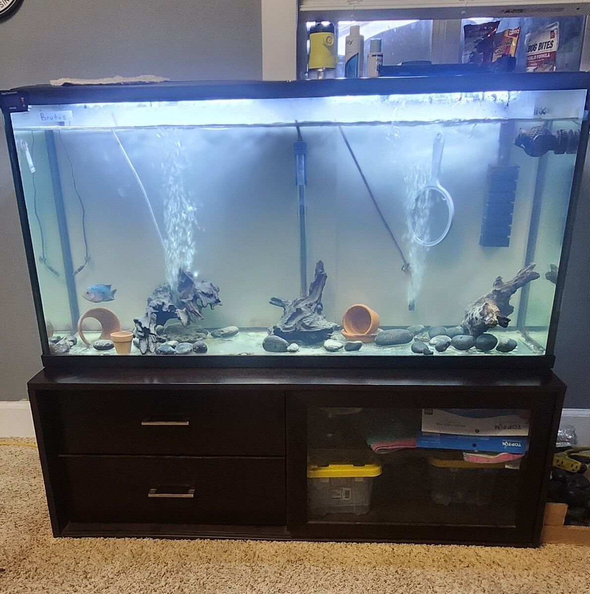 Flowerhorn & tank settup