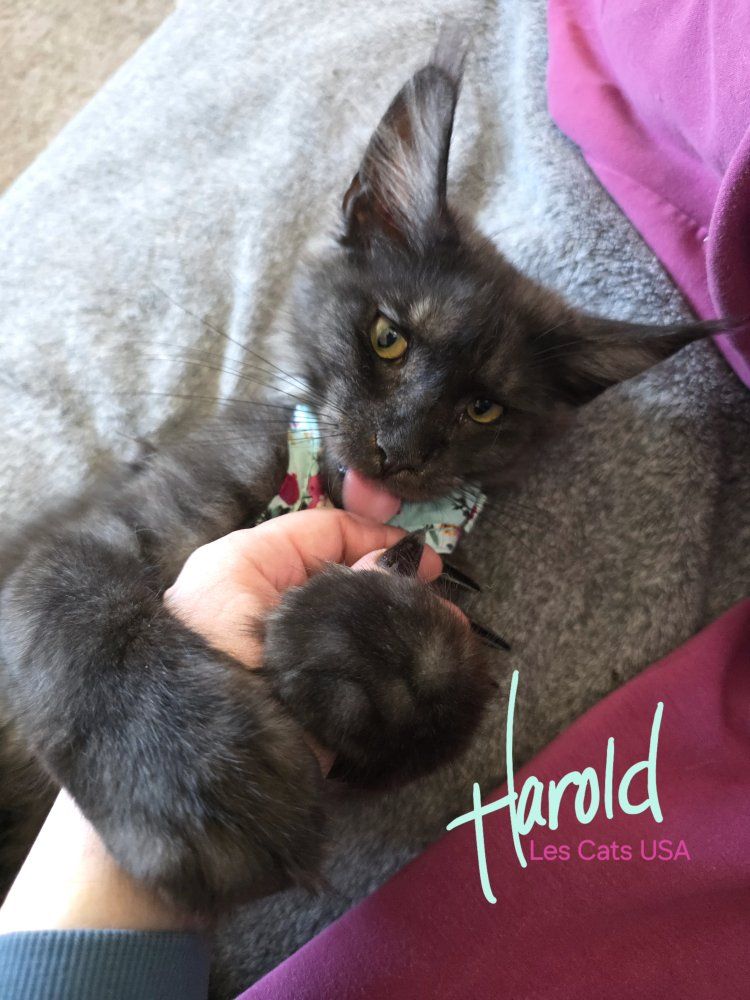 Maine Coon Kitten, Black Smoke, F, Harold