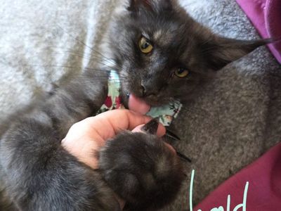 Maine Coon Kitten, Black Smoke, F, Harold