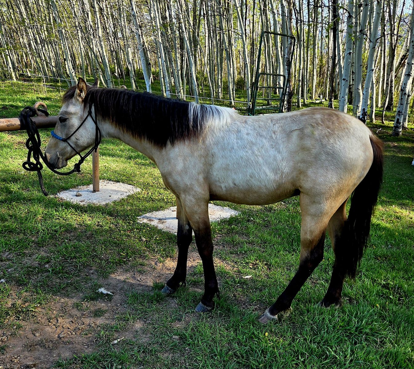 Buckskin Fox Trotter ( Foxtrotter ) / Morab ( Morgan / Arabian) cross Colt