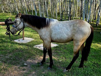 Buckskin Fox Trotter ( Foxtrotter ) / Morab ( Morgan / Arabian) cross Colt
