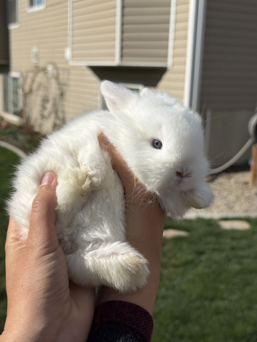 Holland Lop Blue Eye White Bunny
