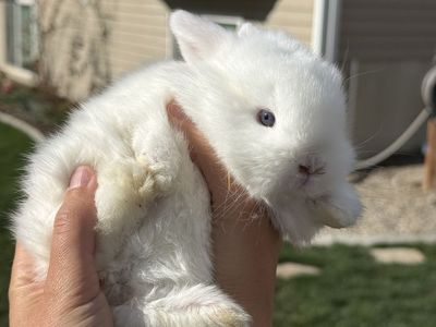 Holland Lop Blue Eye White Bunny