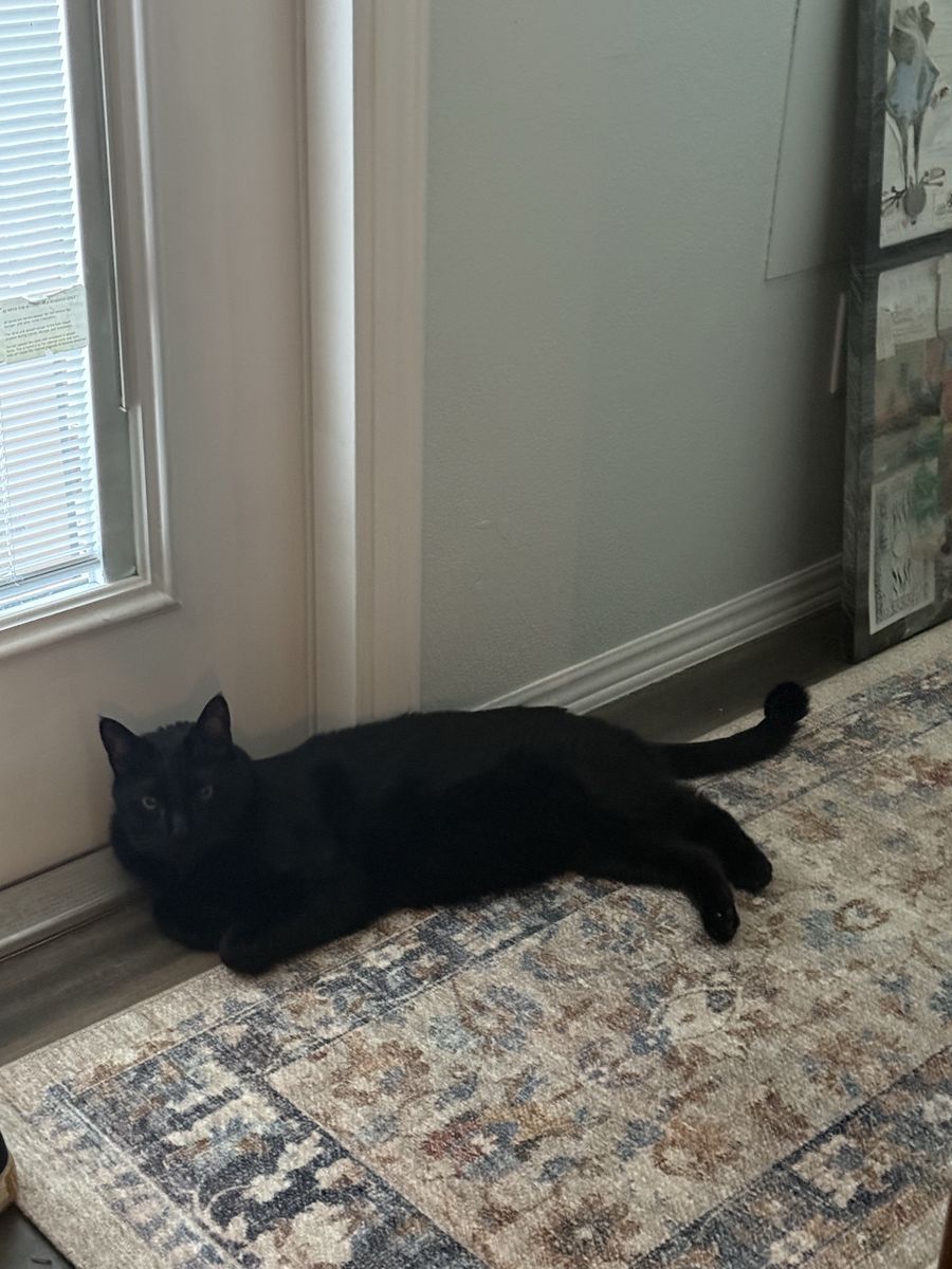Black 2yr cat