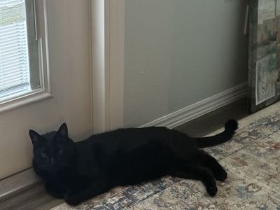 Black 2yr cat