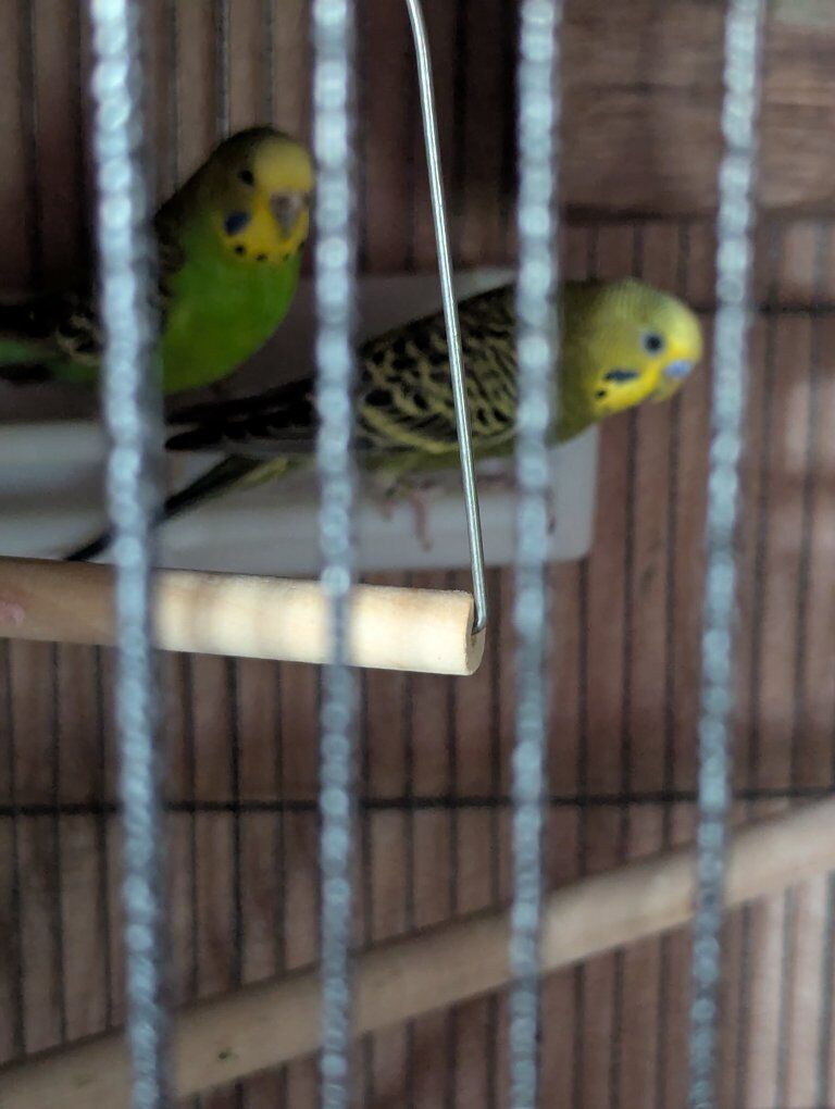 parakeets