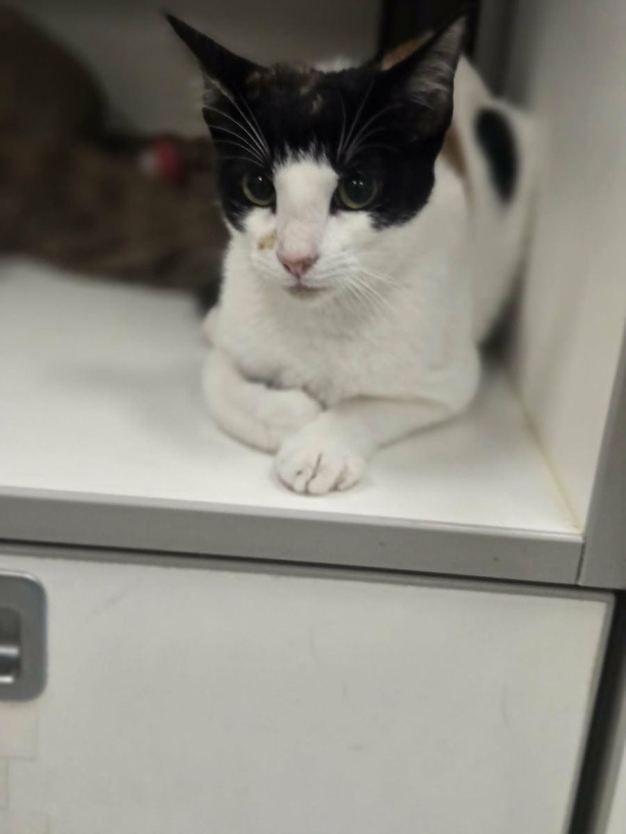 A164951 Ruthie is Available for Adoption!