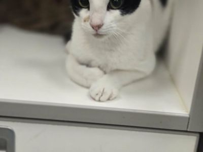 A164951 Ruthie is Available for Adoption!
