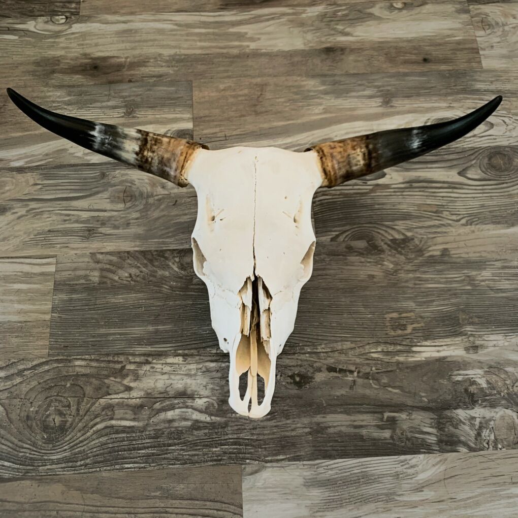 BULL SKULLS WITH HORNS