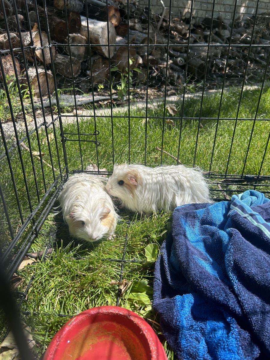 Guinea Pigs