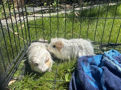Guinea Pigs