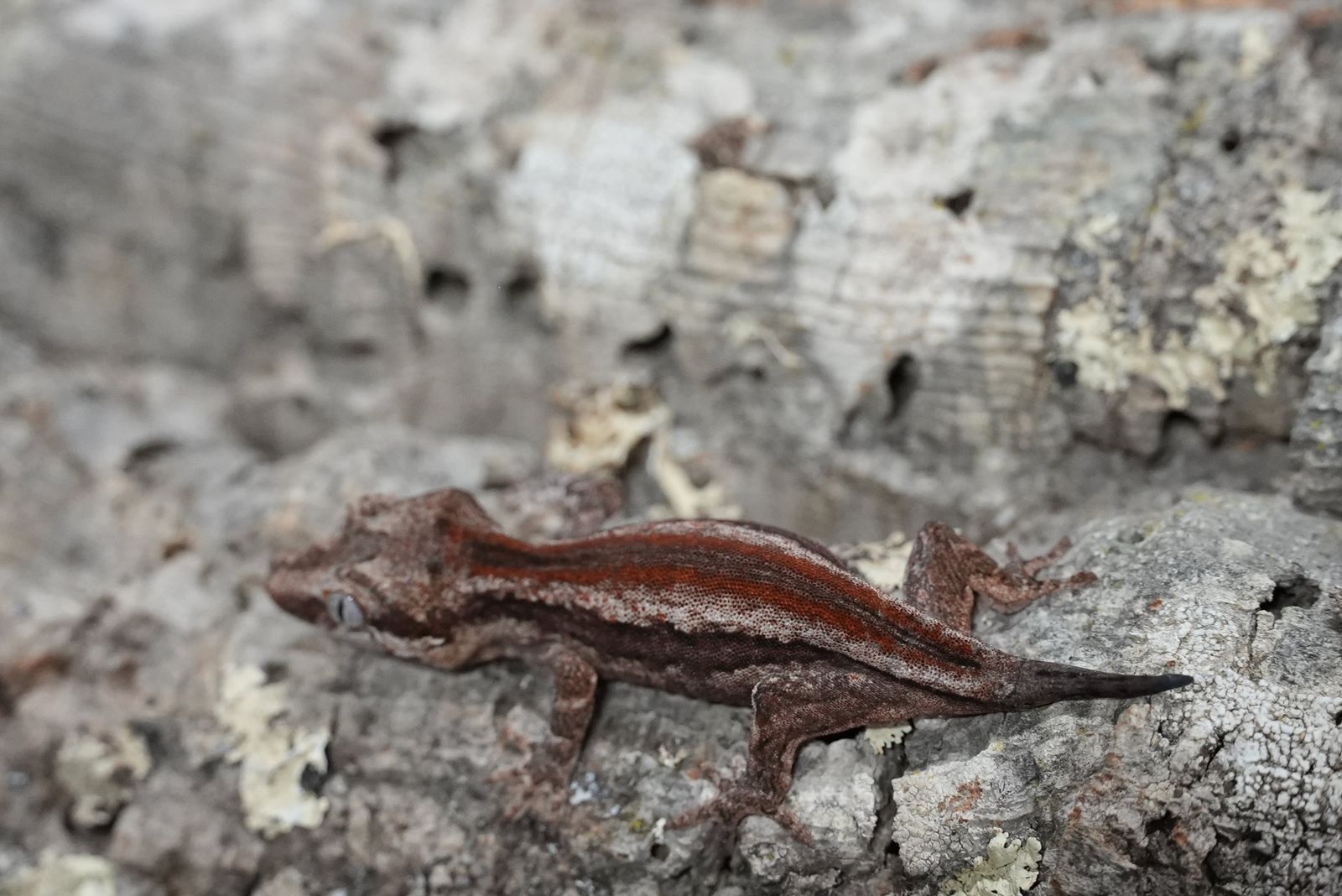 Red Stripe Gargoyle Gecko (Juvenile)