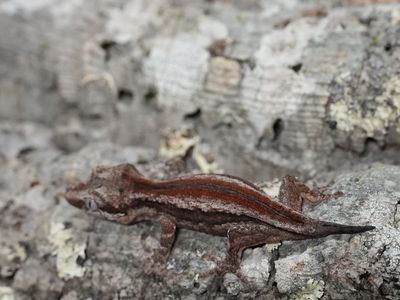 Red Stripe Gargoyle Gecko (Juvenile)