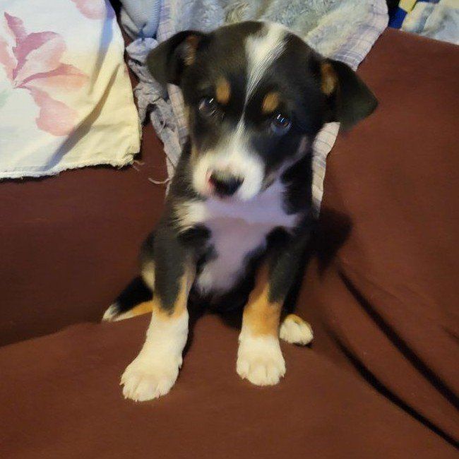 mini Aussie/ border collie/ heeler/ husky cross puppy
