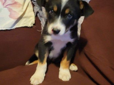 mini Aussie/ border collie/ heeler/ husky cross puppy