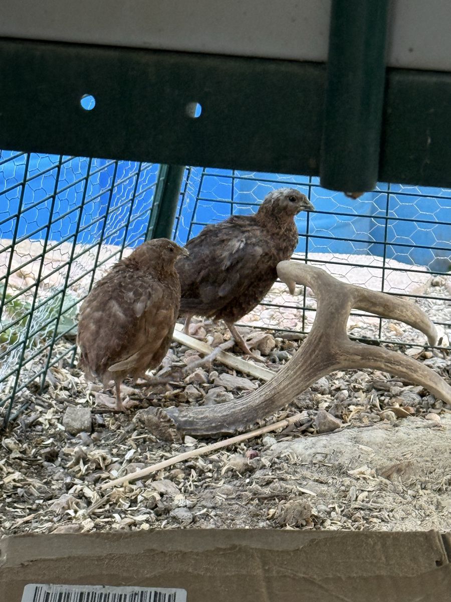 3 FREE 10 week old male coturnix celadon blue quail
