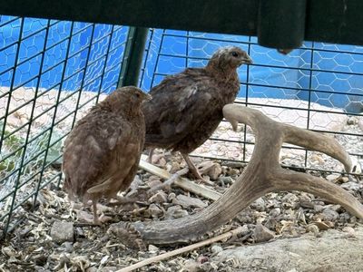3 FREE 10 week old male coturnix celadon blue quail