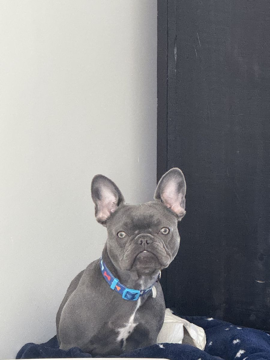 Frenchie “blue” for sale 1 year old