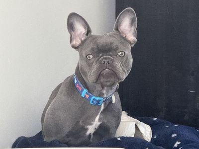 Frenchie “blue” for sale 1 year old