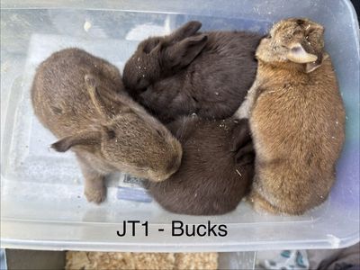 New Zealand Meat Rabbit Kits(Ready June 30th)