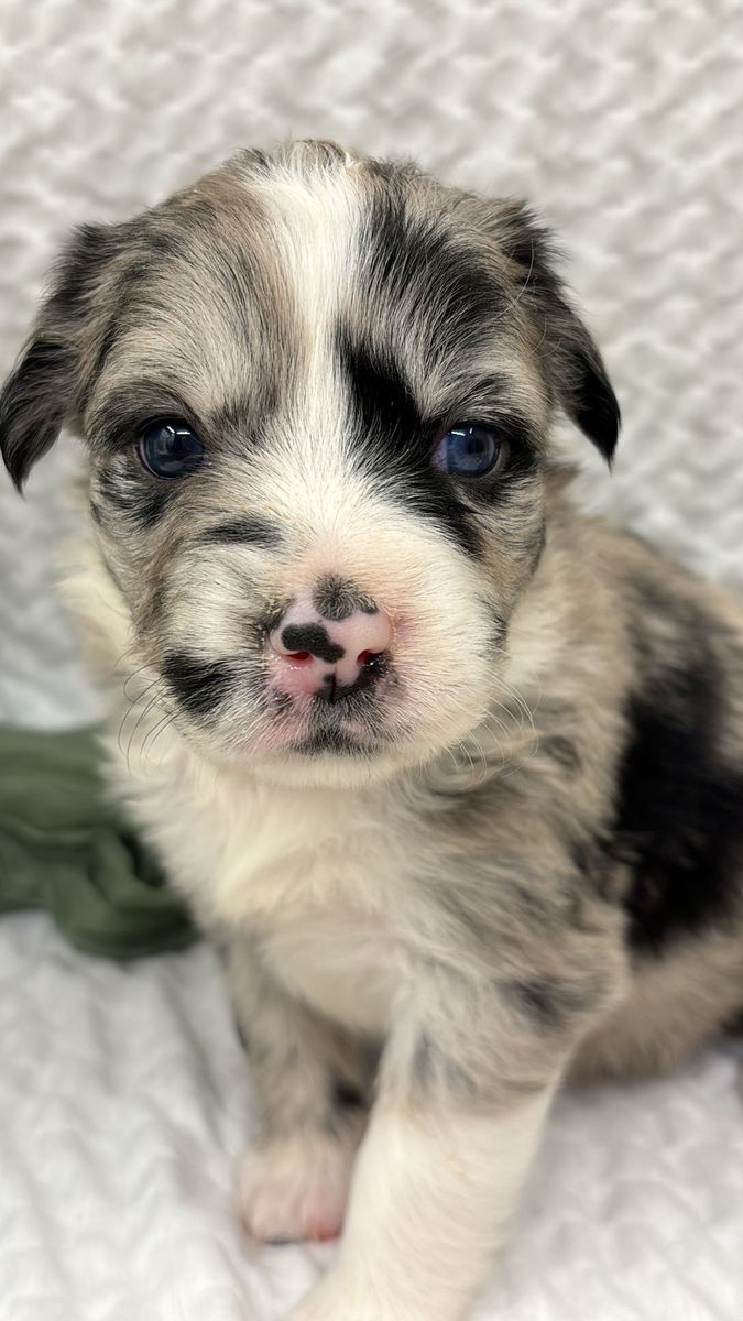 Stunning puppies- Registered Australian Shepherd parent!