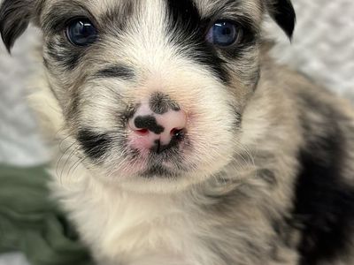 Stunning puppies- Registered Australian Shepherd parent!