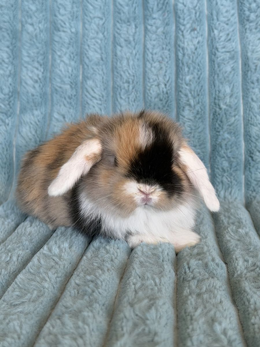 Mini Holland Lop Bunnies