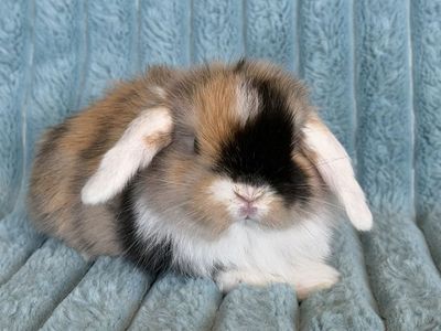 Mini Holland Lop Bunnies
