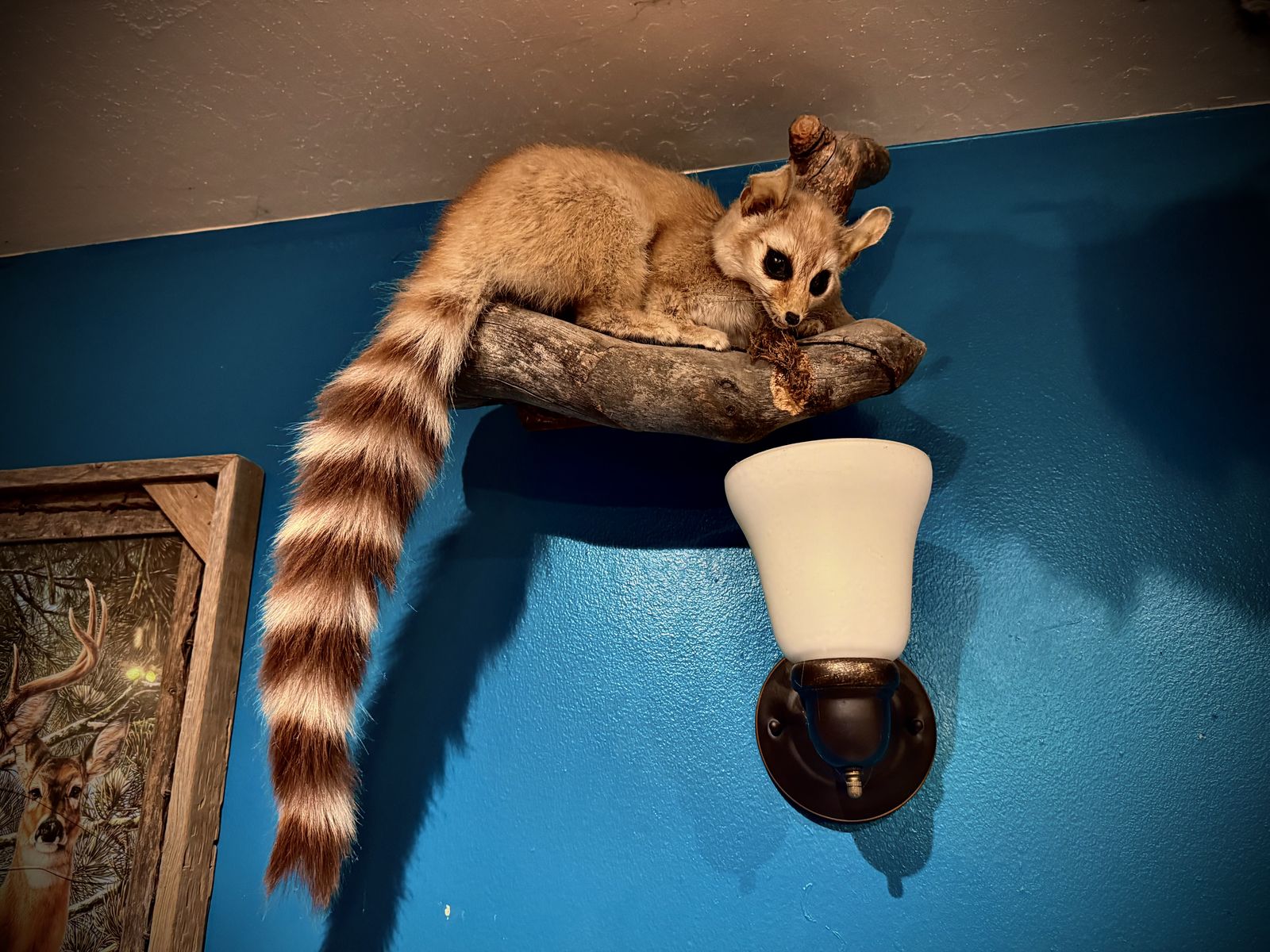 Multiple Taxidermy Mounts