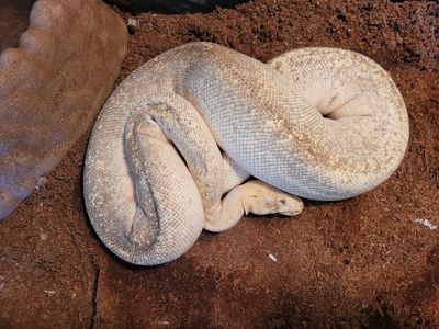 Champagne pastel Ball python