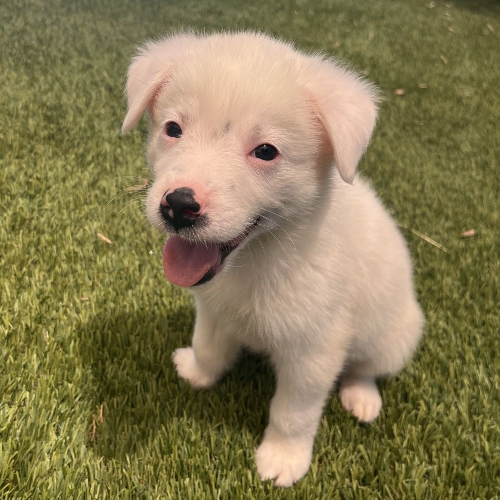 Hello my name is Powder