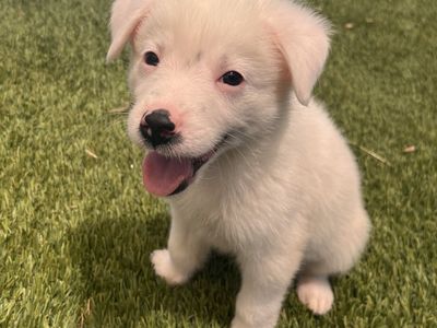 Hello my name is Powder