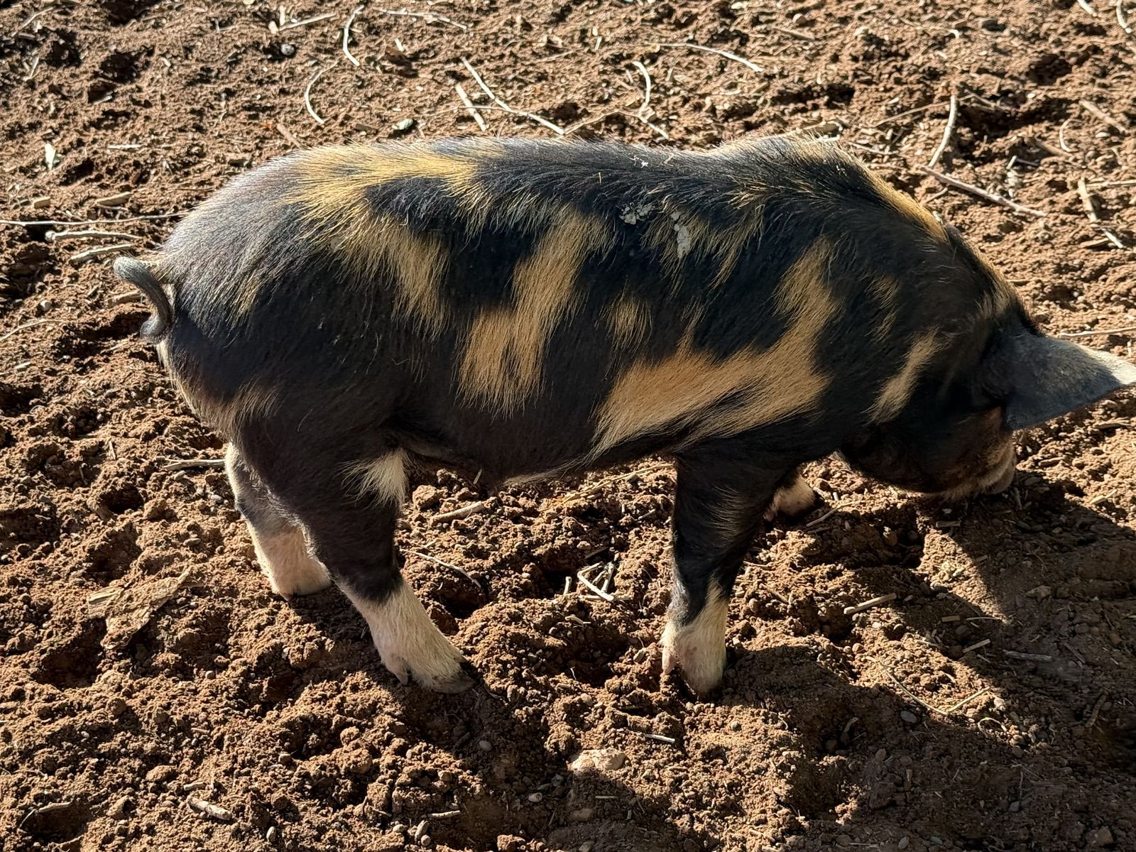 Idaho Pasture Piglets