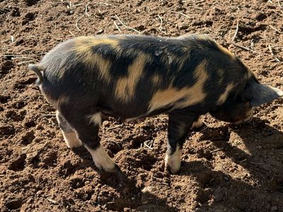 Idaho Pasture Piglets