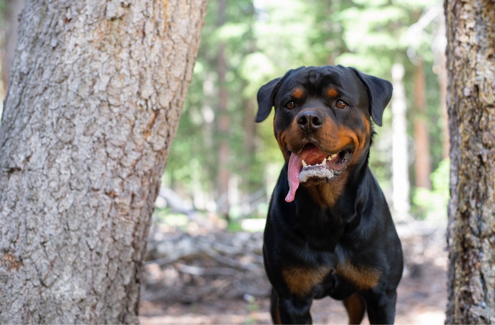 Roscoe Rottweiler 