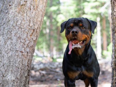 Roscoe Rottweiler