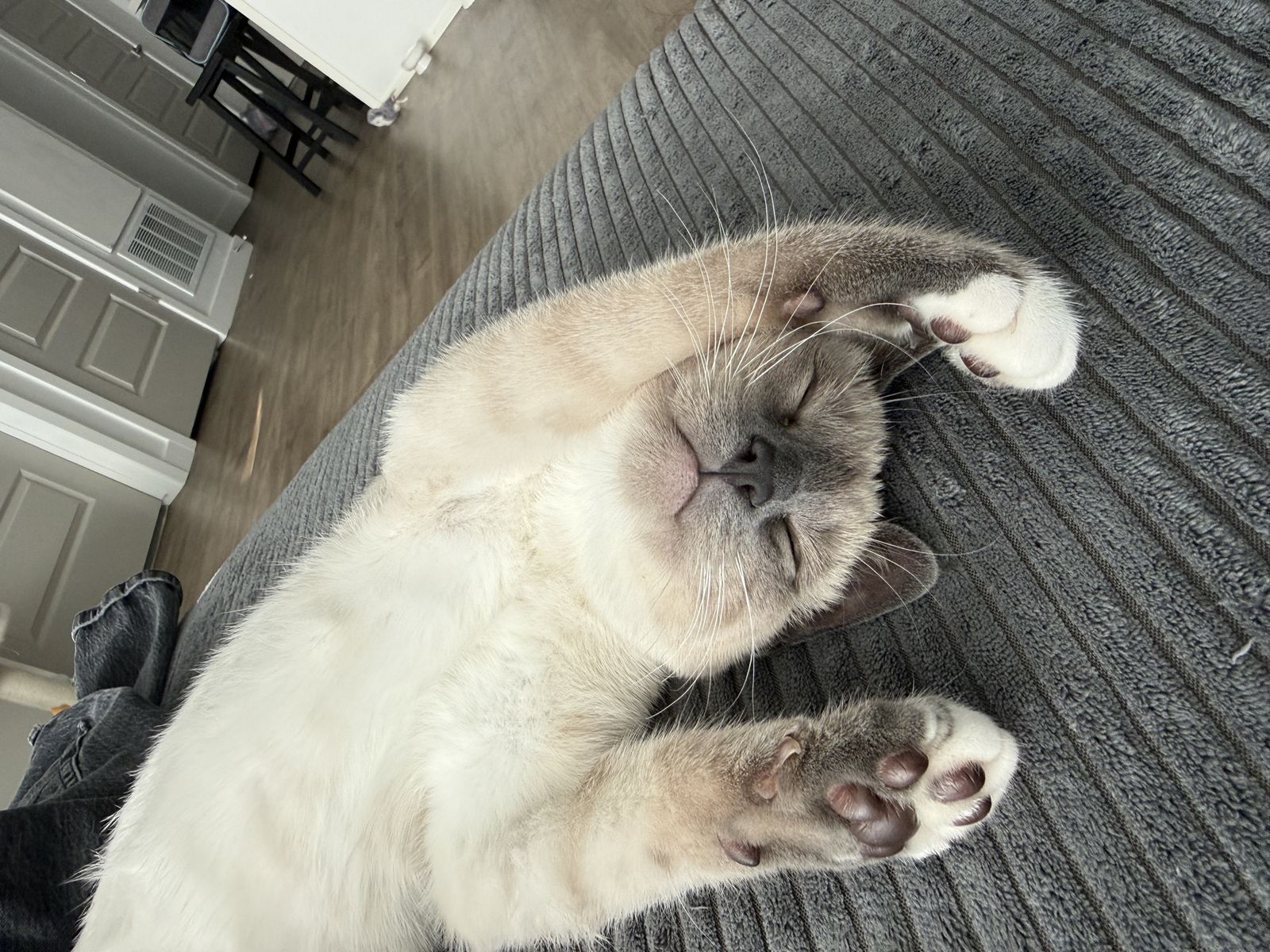 Siamese Blue Point Kitten - Playful and Friendly