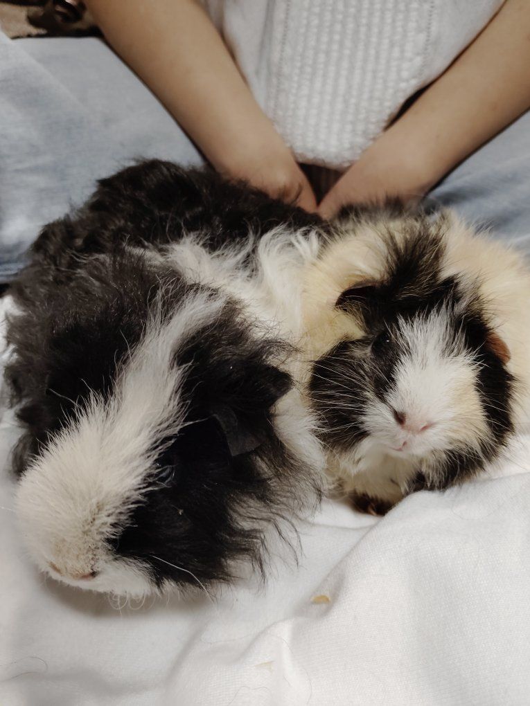 FREE guinea pigs ( come together not sperate)