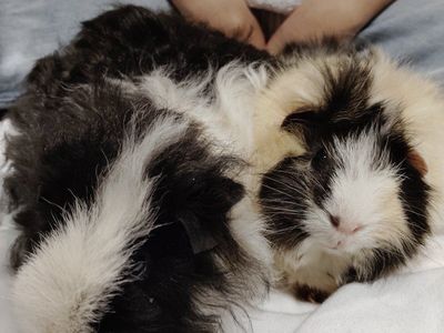 FREE guinea pigs ( come together not sperate)