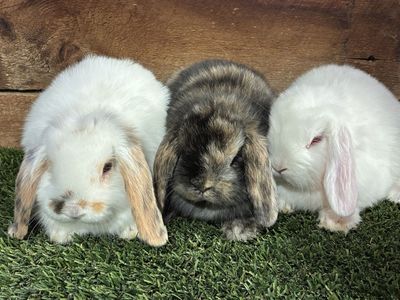 Holland Lop Bunnies