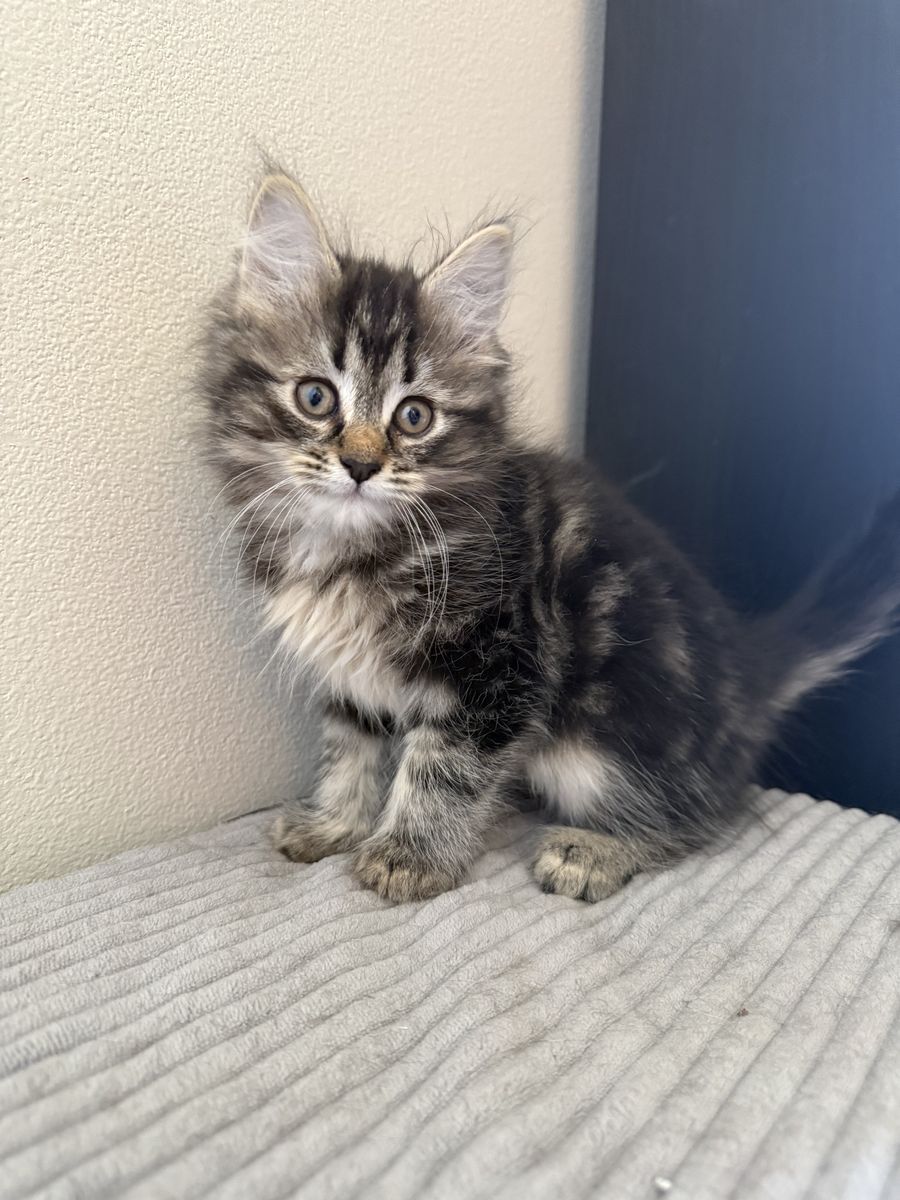 Maine Coon-Siberian mix kittens