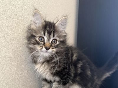 Maine Coon-Siberian mix kittens