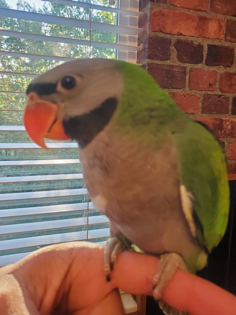 Baby Derbyan