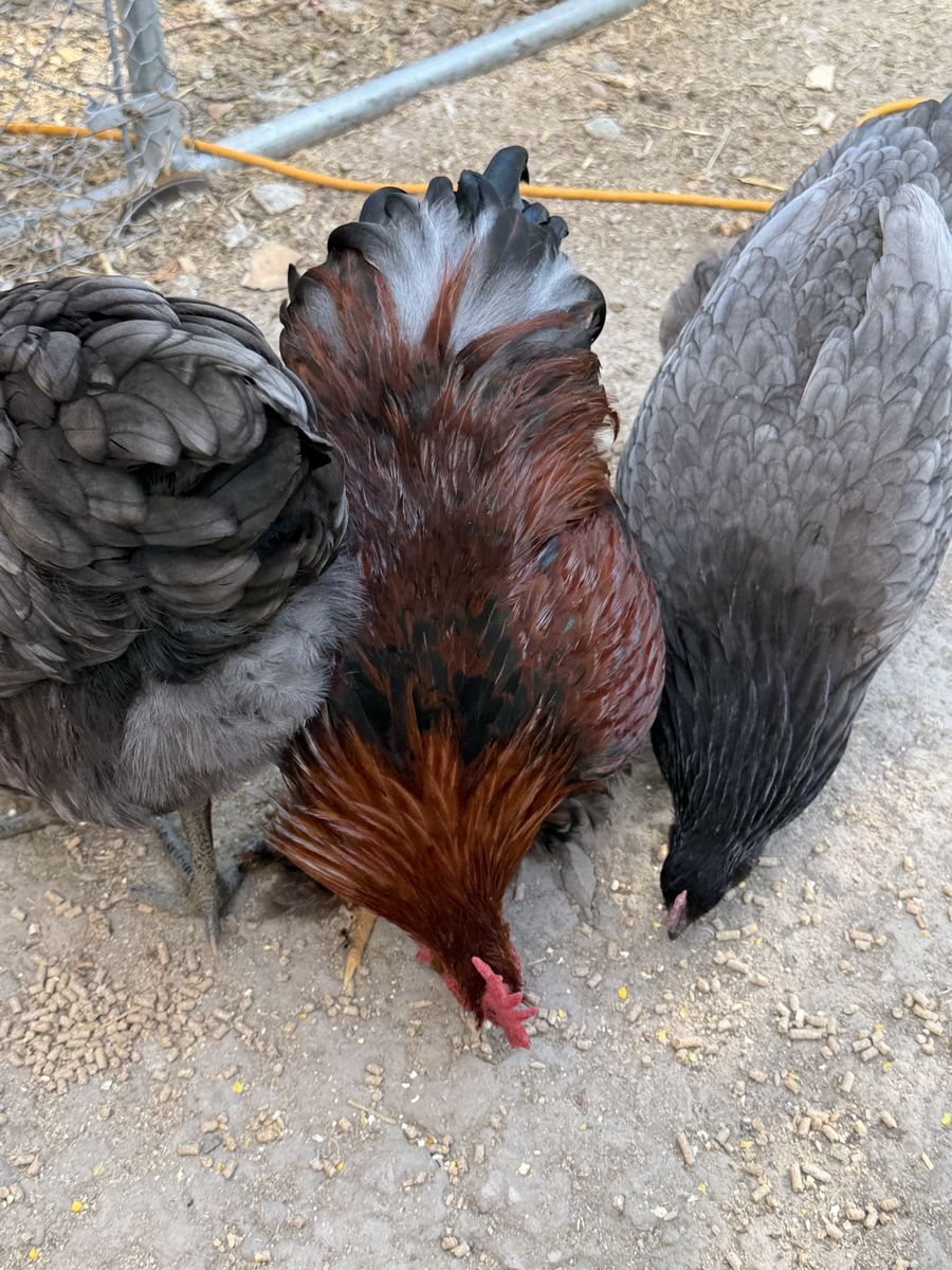 Bantam Rooster - Under 1 Year Old