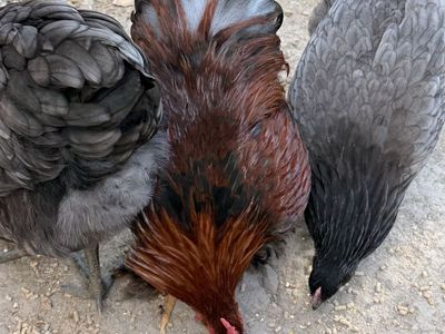 Bantam Rooster - Under 1 Year Old