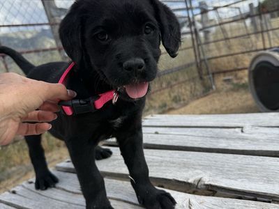Corsodoodles