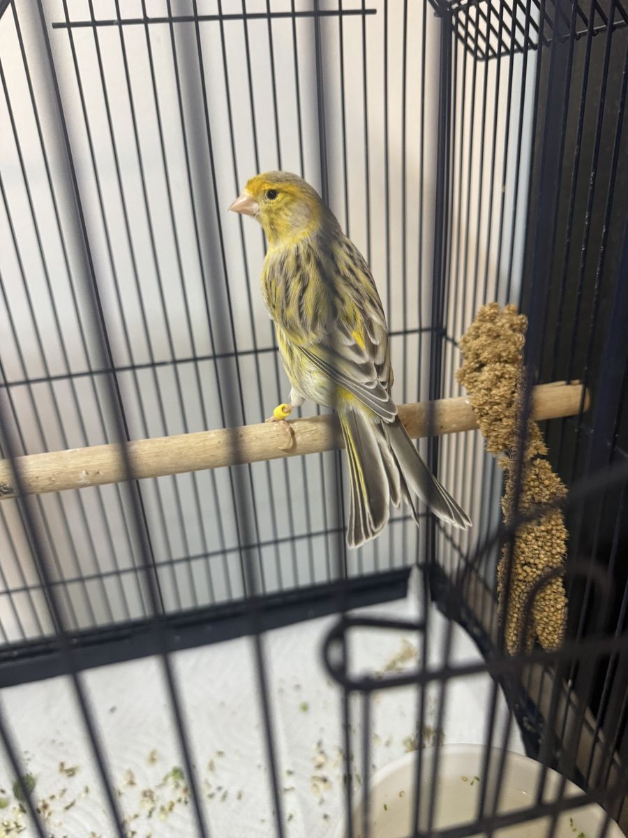 Male Canary for sale