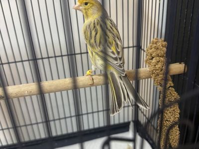Male Canary for sale
