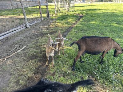 Oberhasli doe with a doe and buck kids.